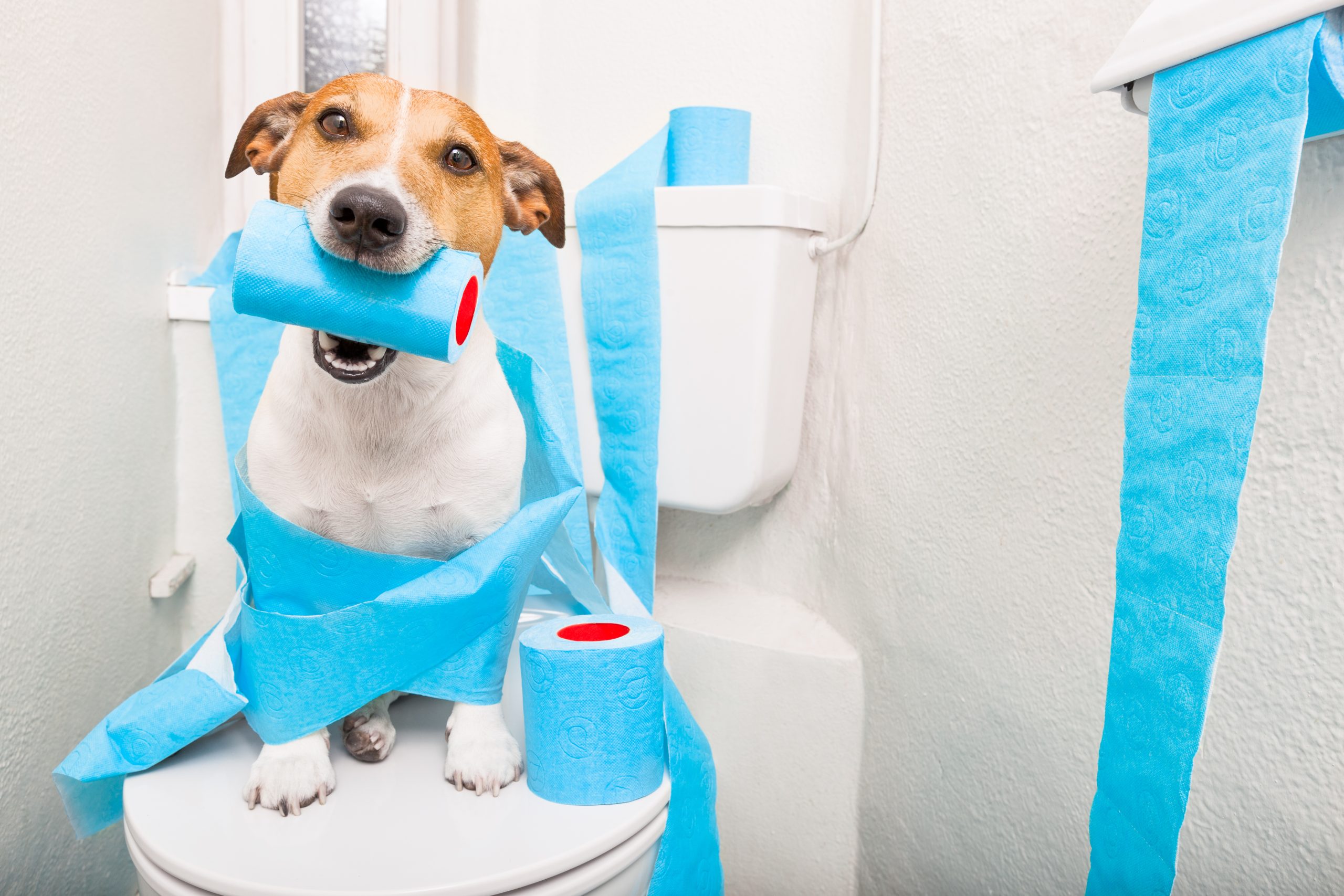 犬が下痢している写真