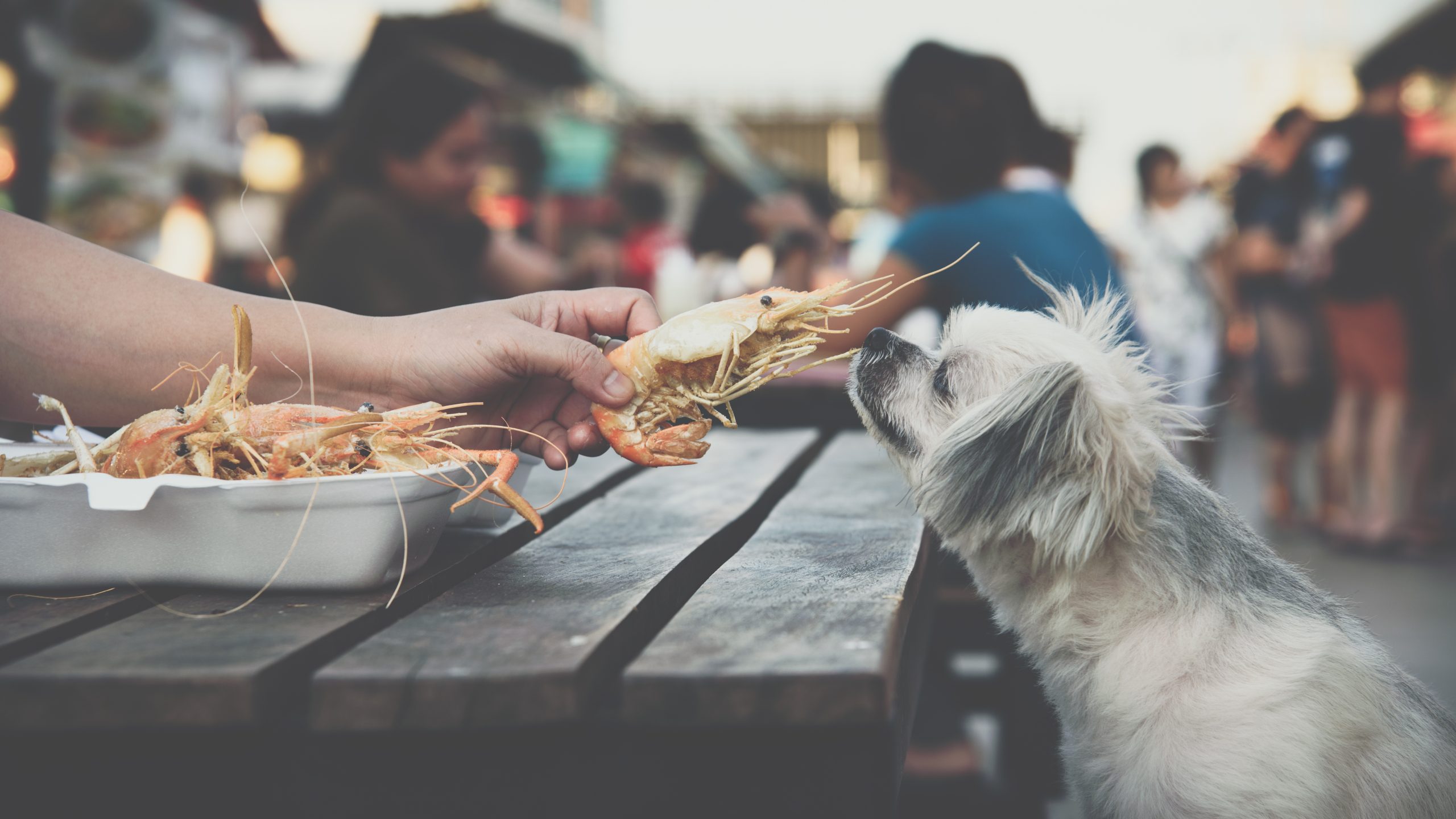 犬がエビを食べる画像