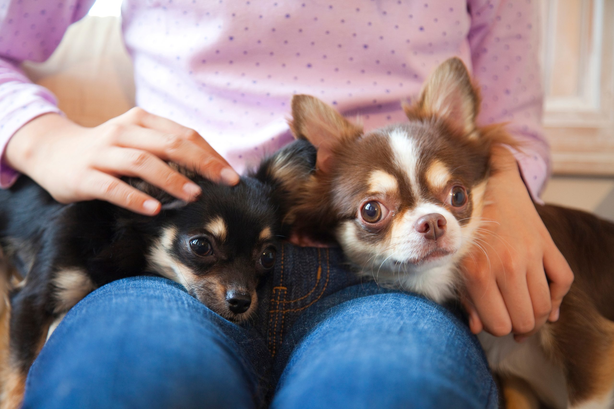 犬が飼い主の膝の上に乗る画像