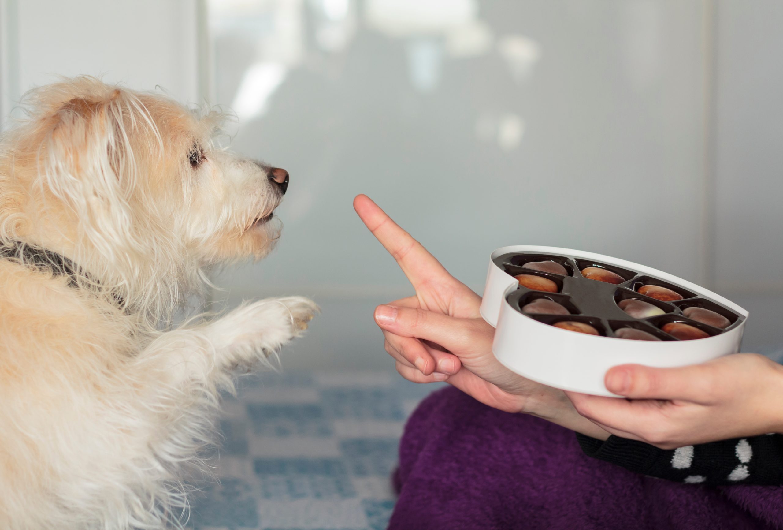 犬がチョコレートを食べている画像