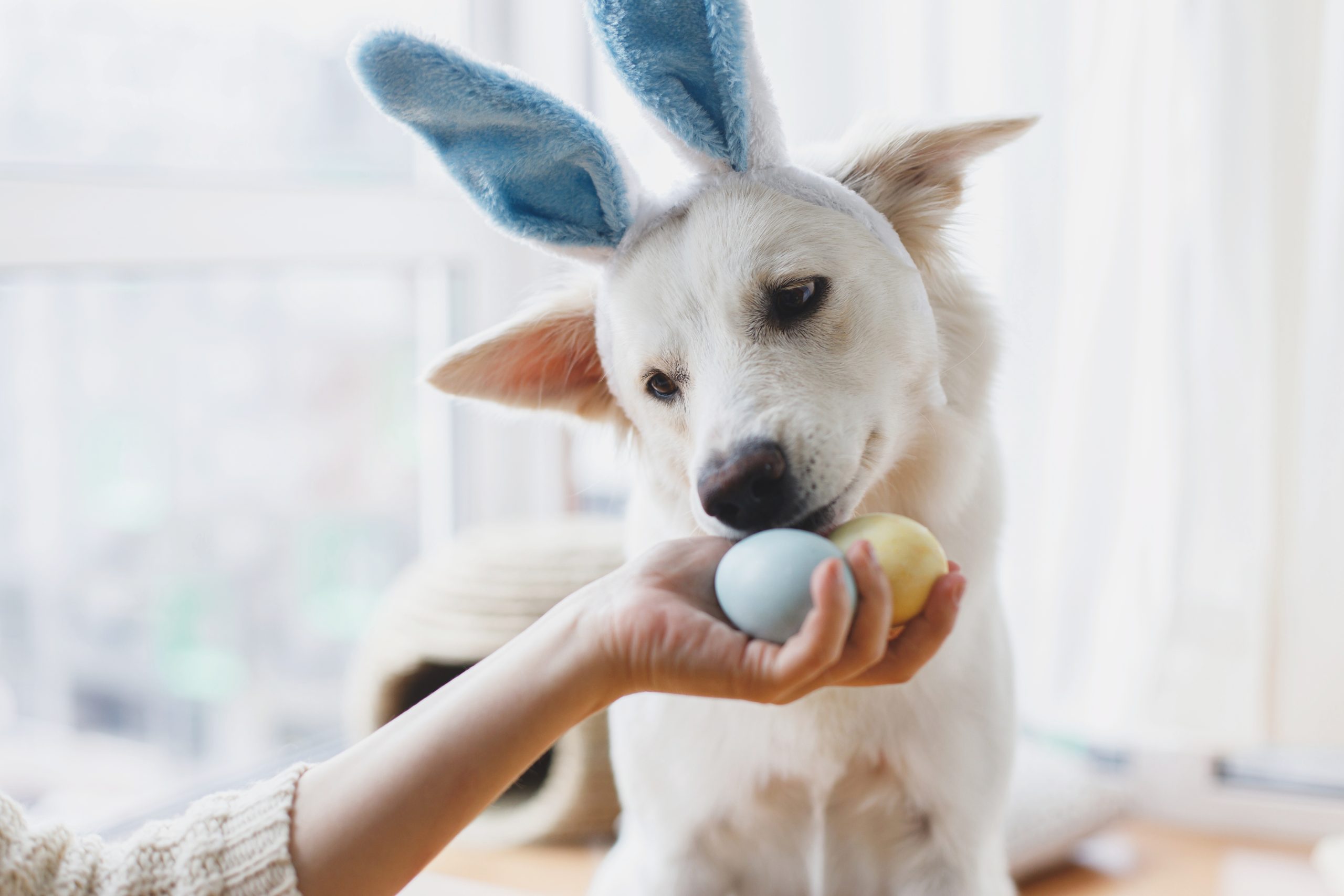 犬が卵を食べてる画像