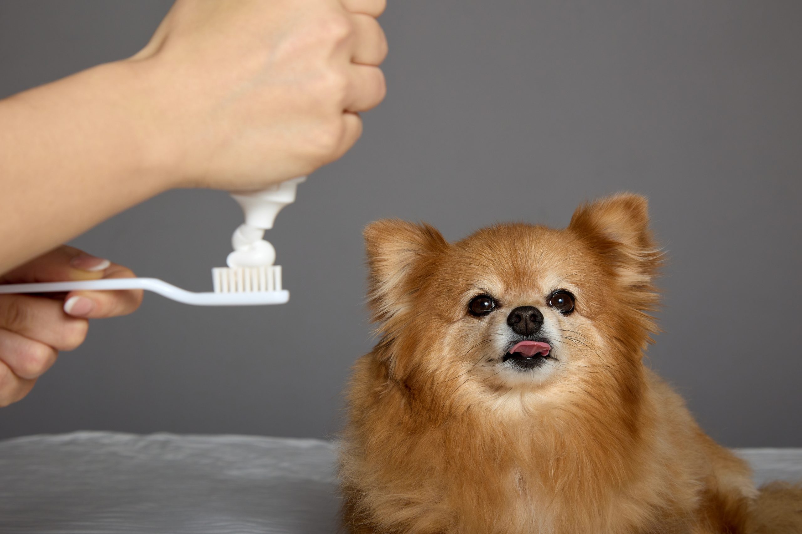 犬の歯磨き粉の画像