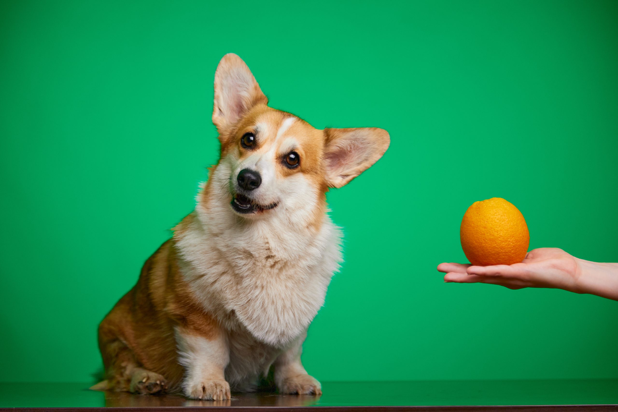 犬がみかんを食べている画像