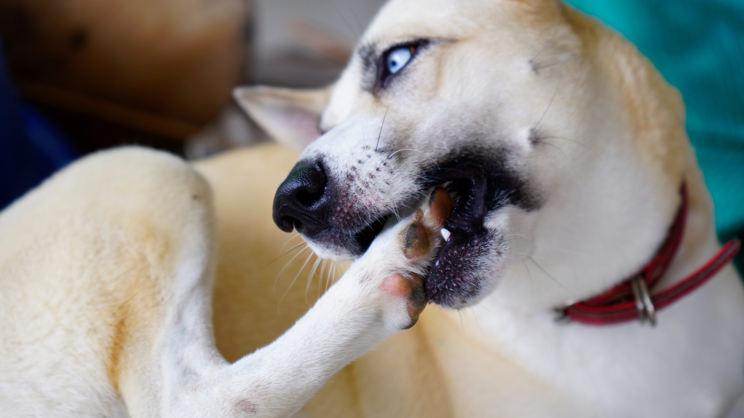 犬が自分の手を舐めてる画像