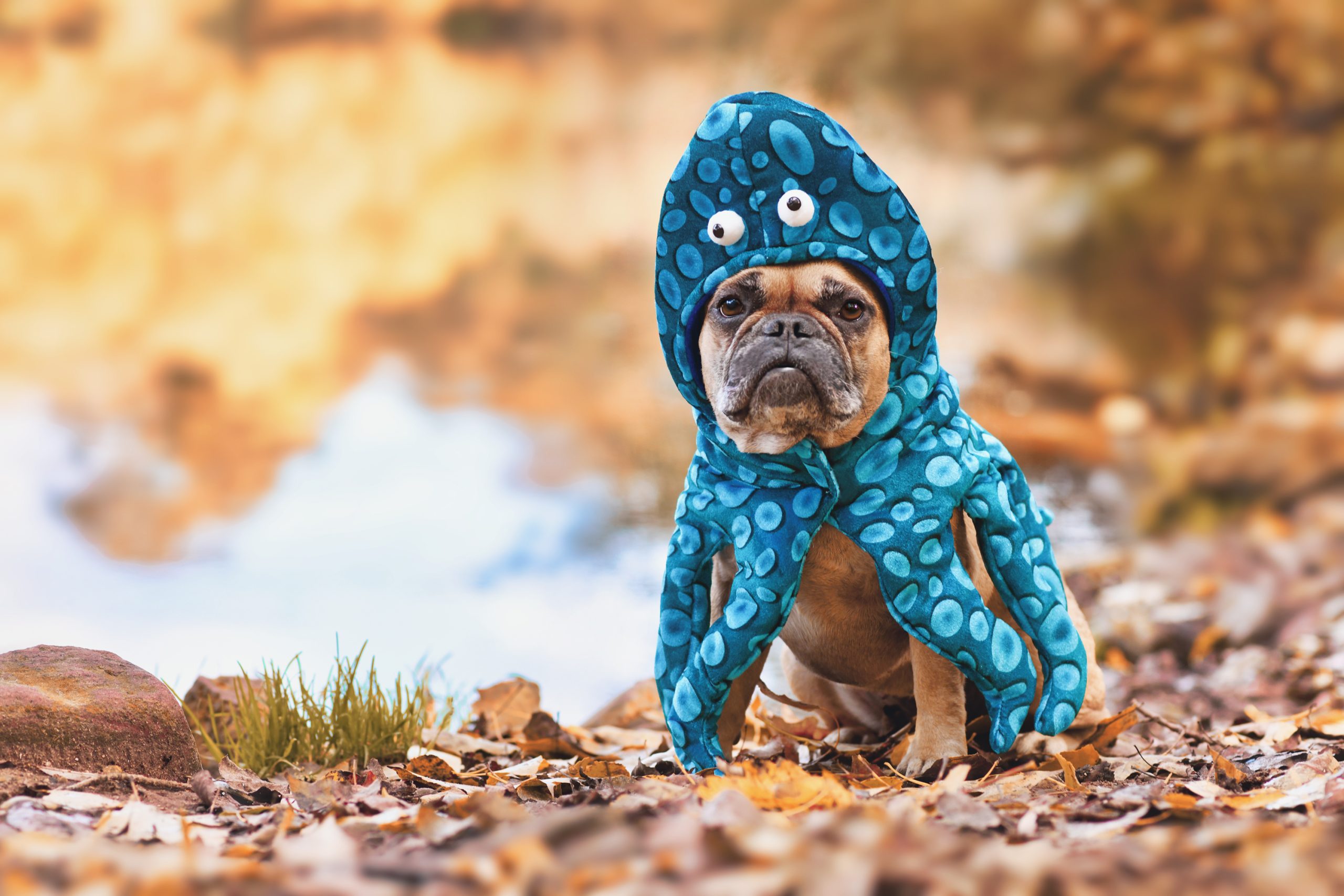 犬がイカを食べている画像