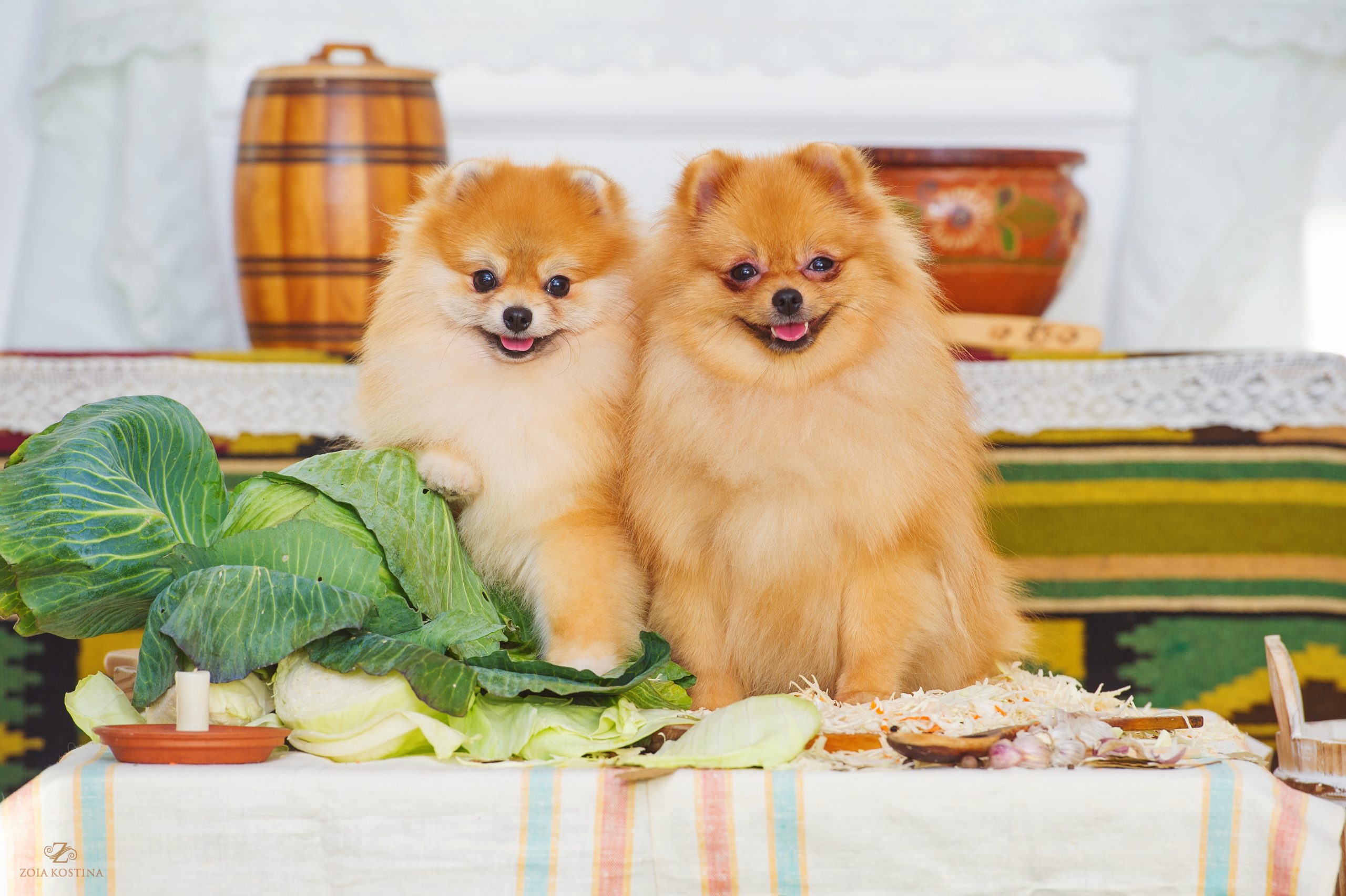 犬がキャベツを食べている画像