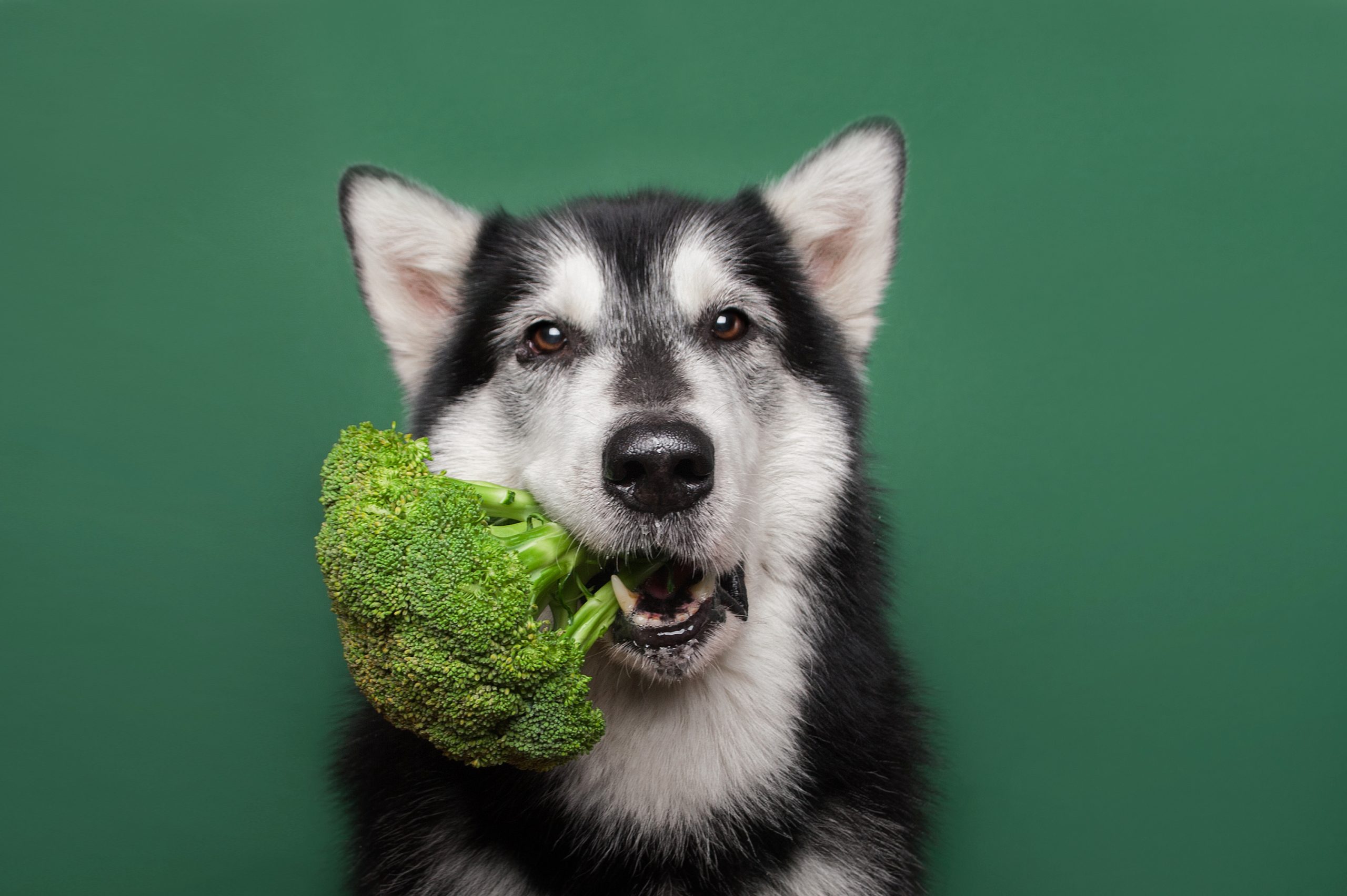 犬がブロッコリーを食べている画像