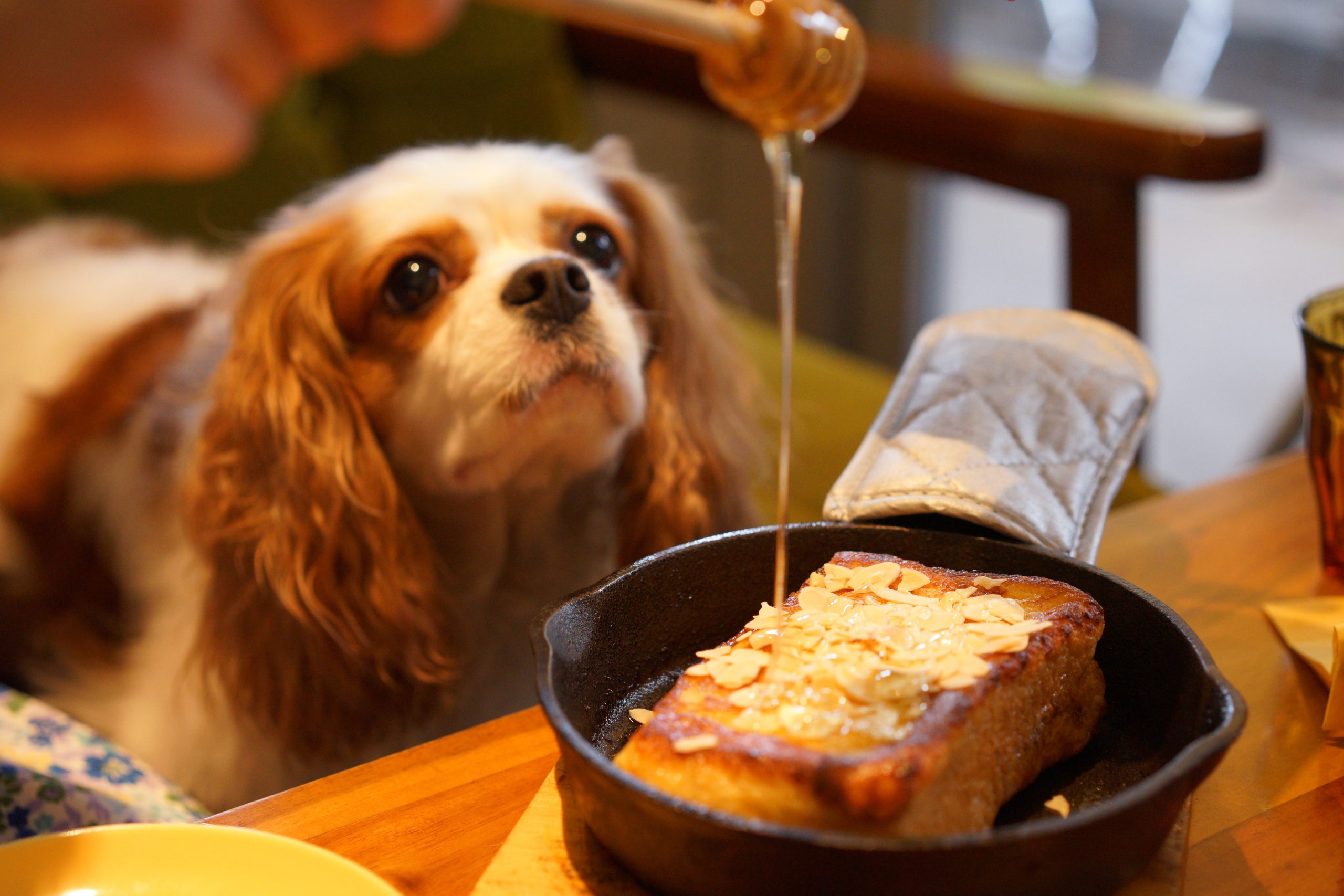 犬がはちみつを見ている画像