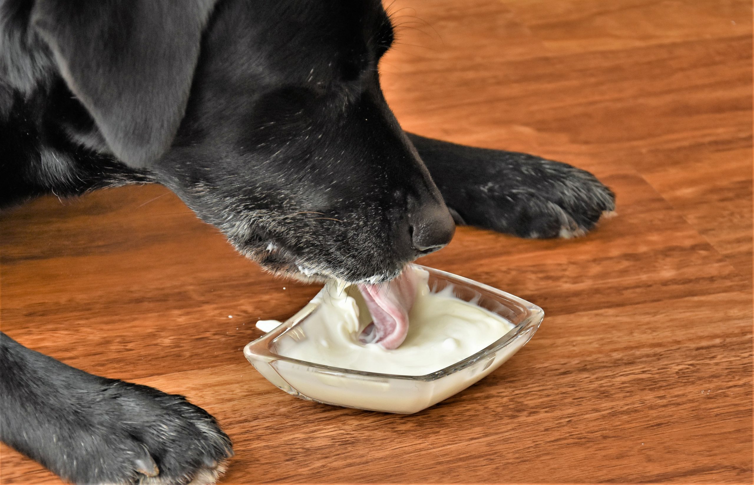 犬がヨーグルトを食べている画像