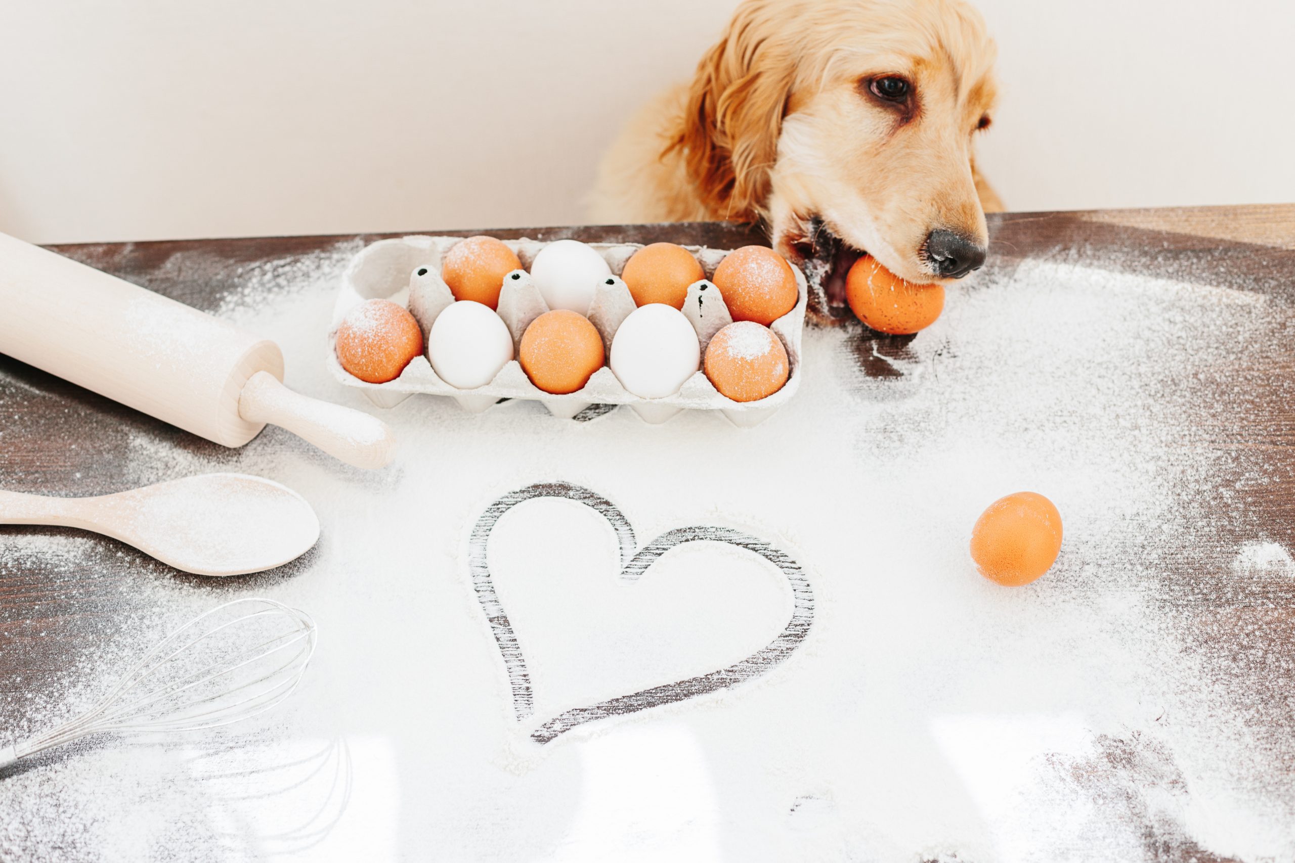 犬がゆで卵を食べてる画像