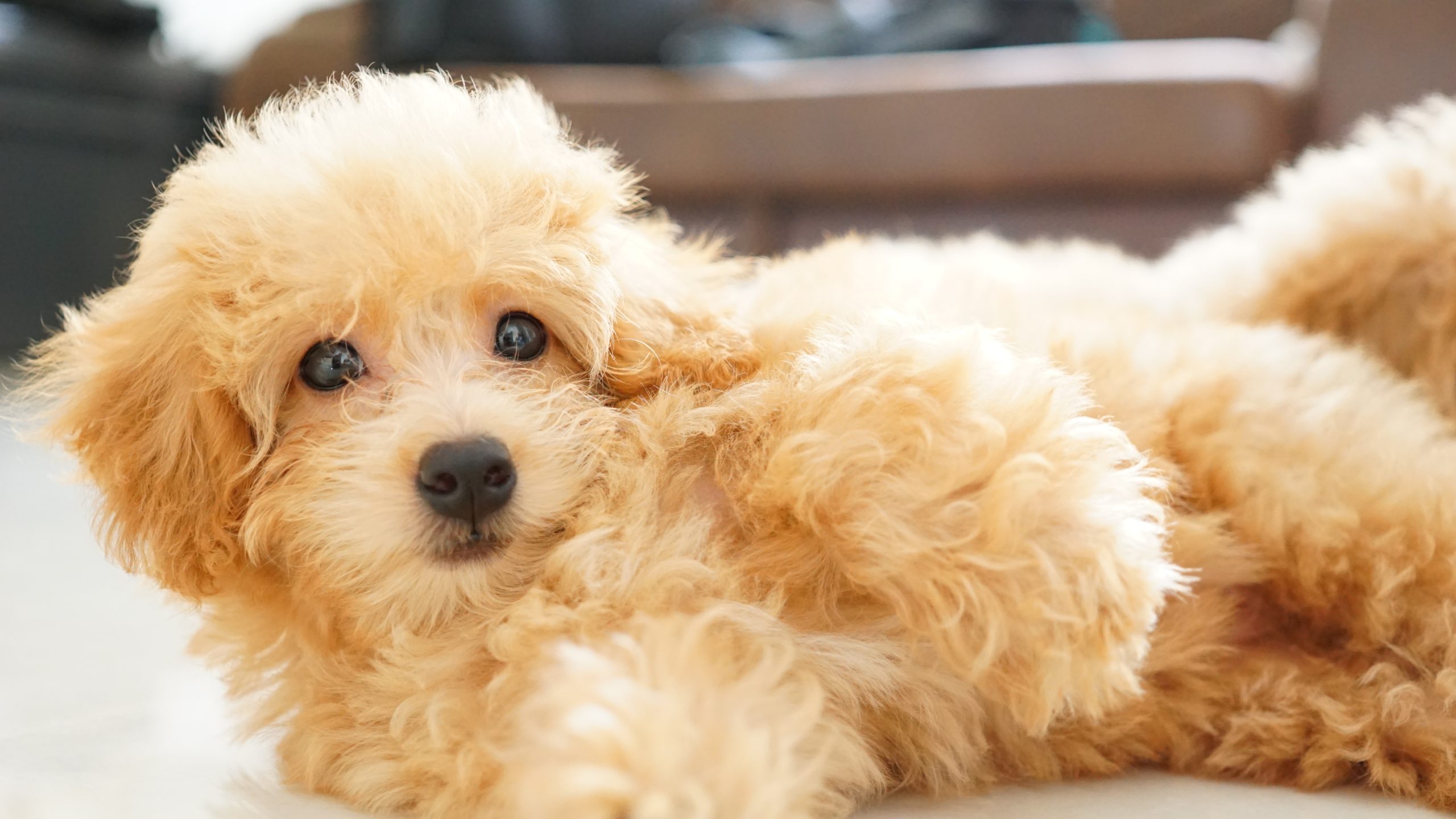 トイプードルの子犬