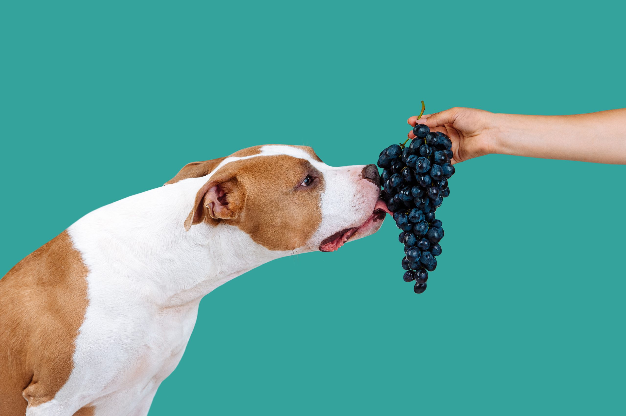 犬がぶどうを食べている画像