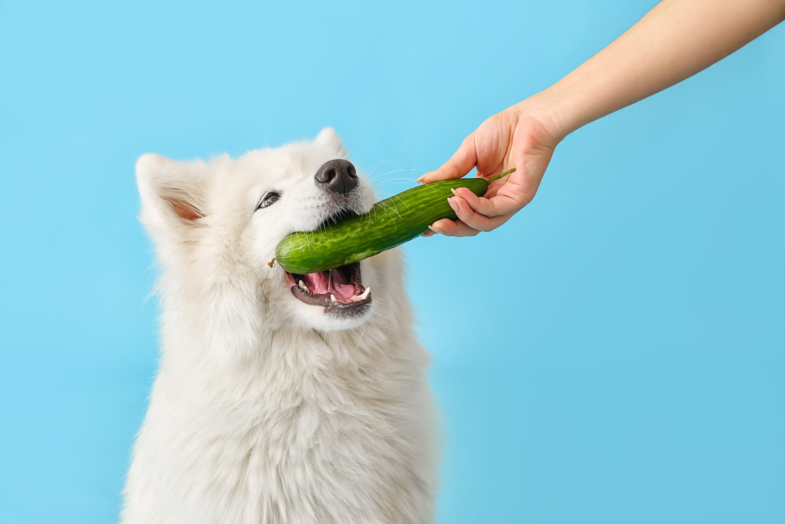 犬がきゅうりを食べている画像