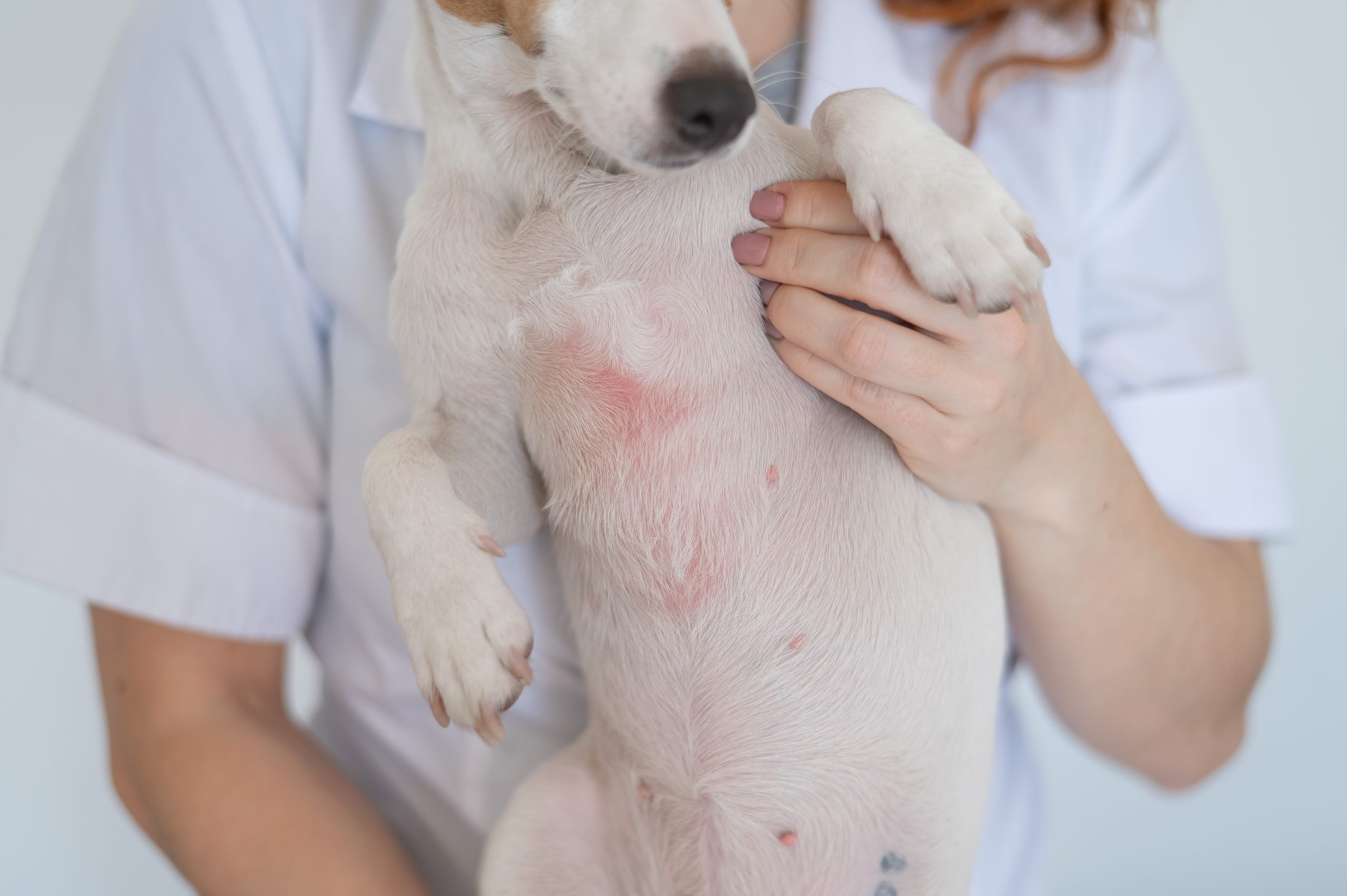 犬のアレルギー症状の画像