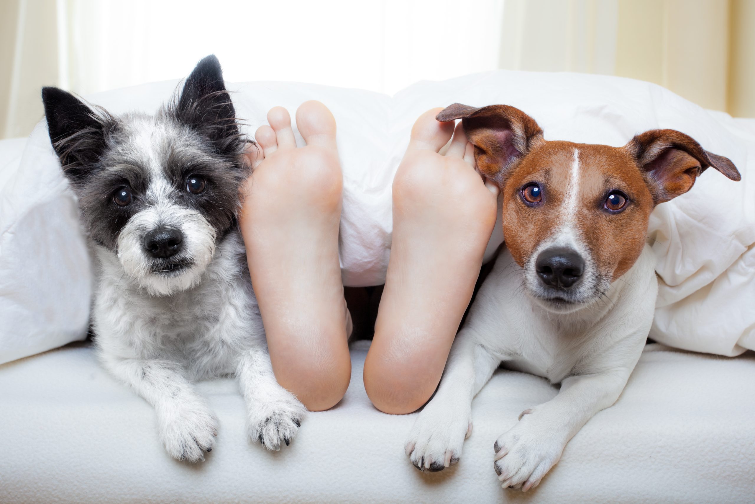 犬が足元で寝ている画像