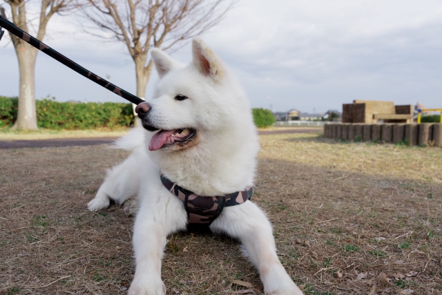 秋田犬