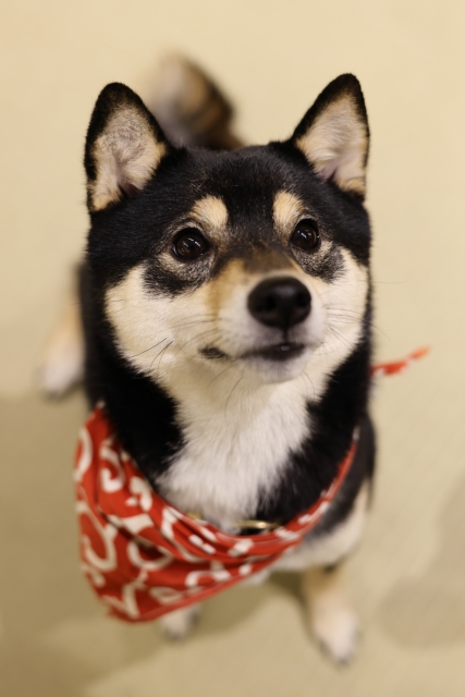 飼い主を見つめる豆柴の画像