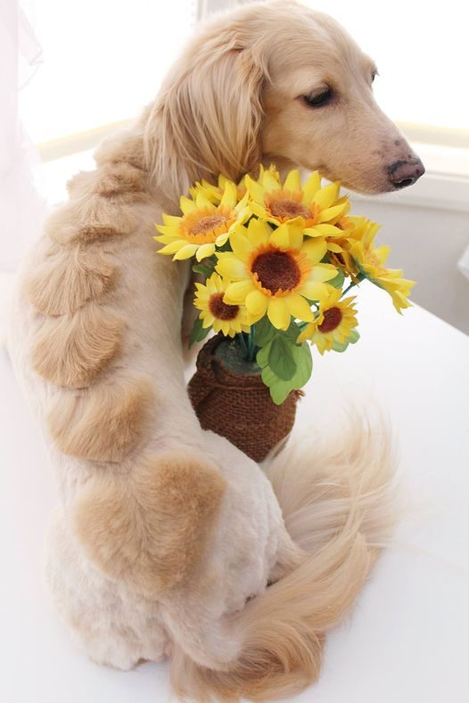 ひまわりの花を抱え込む飾り毛カットのダックスフンドの画像