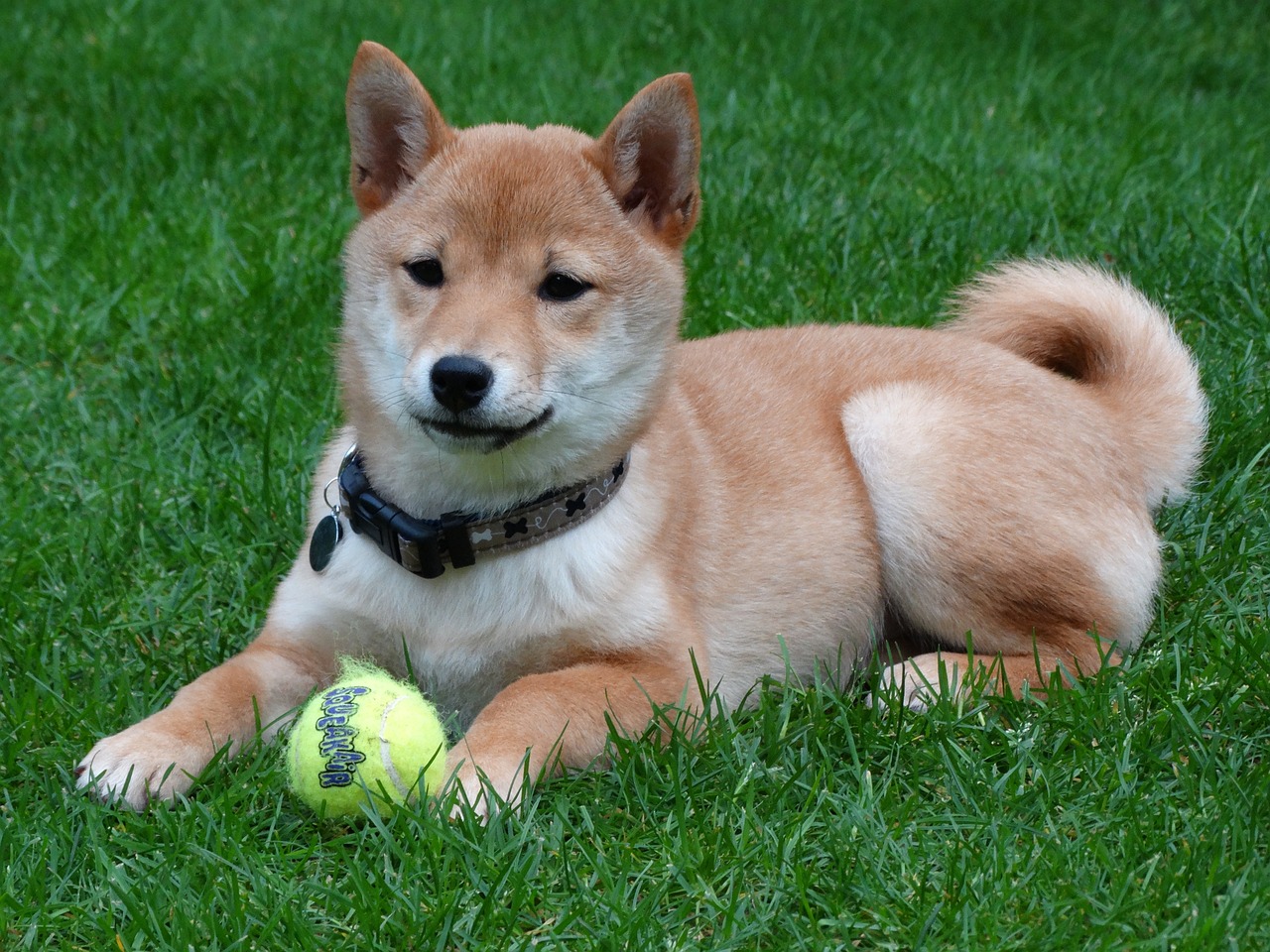 かわいい柴犬の画像