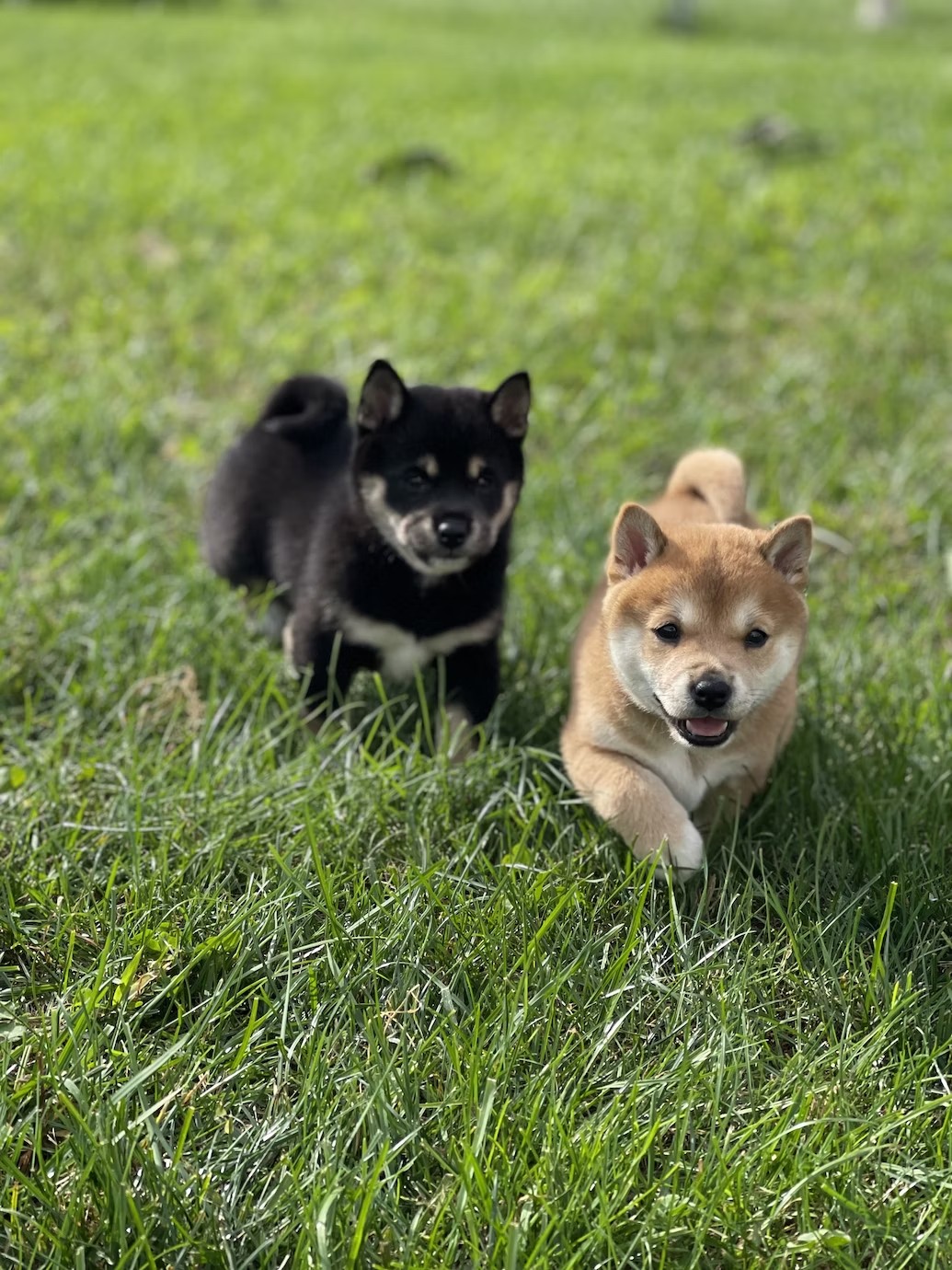 かわいい柴犬の画像