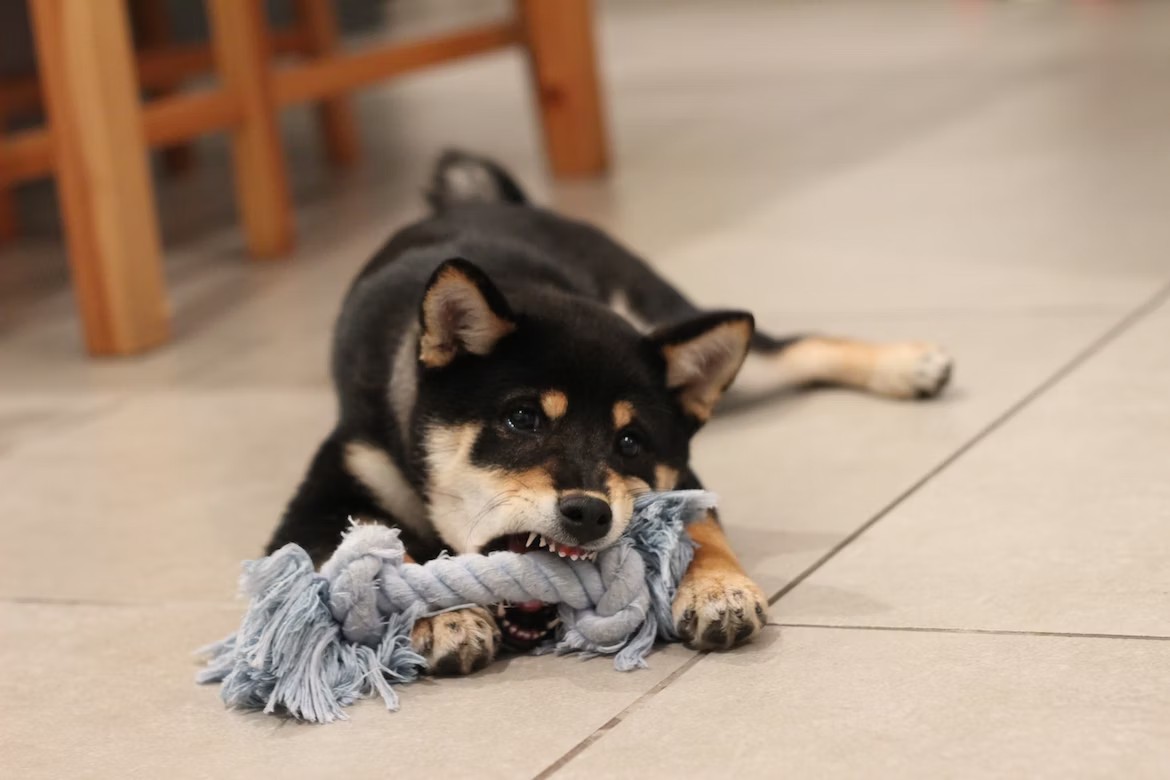 かわいい柴犬の画像