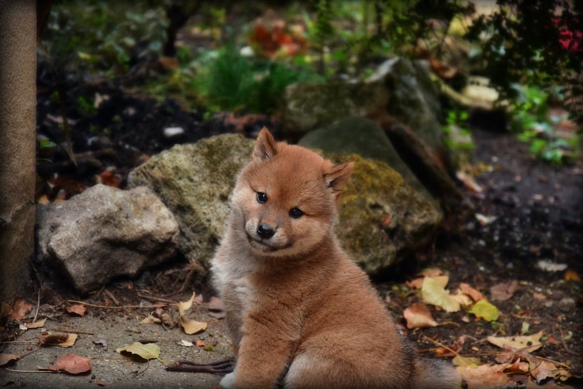 かわいい柴犬の画像