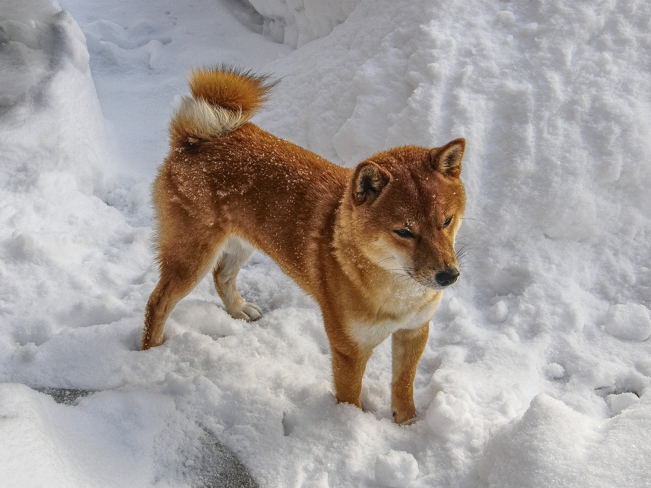 かわいい柴犬の画像