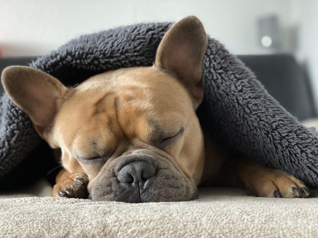 眠っているフレンチブルドッグの画像