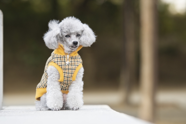 春を待つ老犬