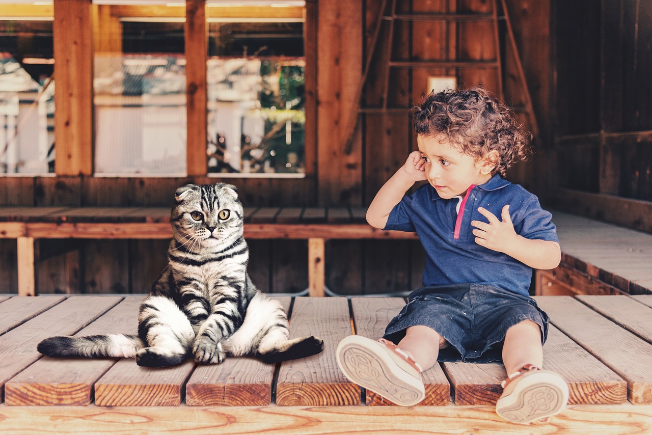 子供と相性のいい猫1