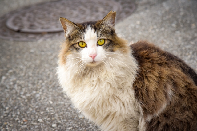 飼いやすい猫種3