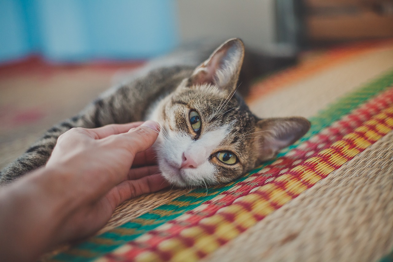 猫が喜んでいる時の行動2