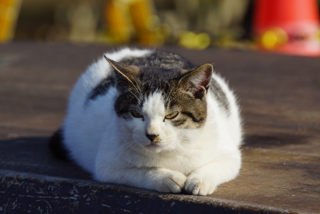 猫の室内飼い5