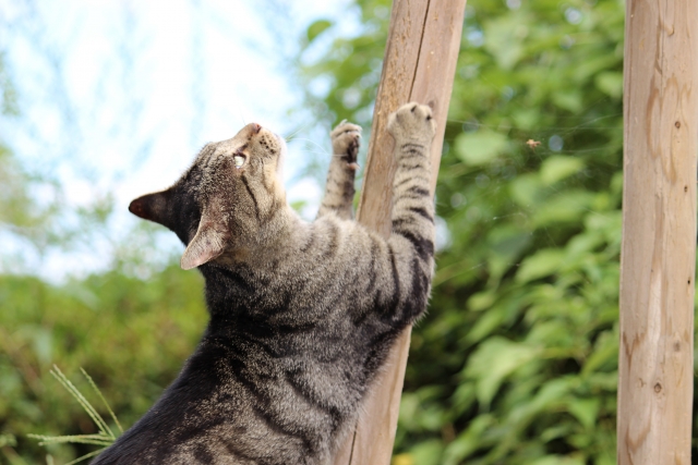 猫が爪とぎをするわけ1