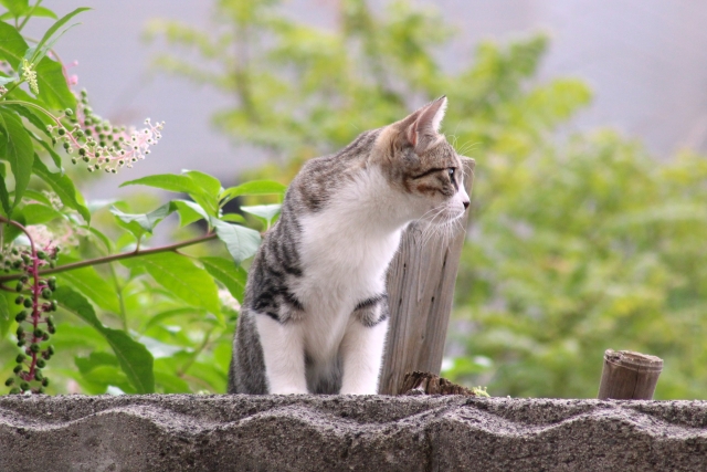 猫の外飼い1