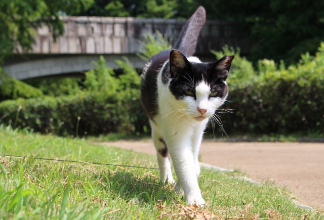 猫の外飼い4