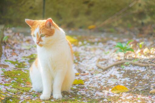 おすすめ小型猫5