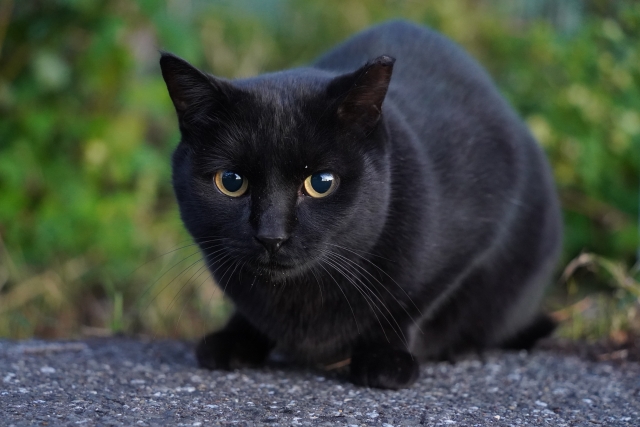 猫の模様の種類2