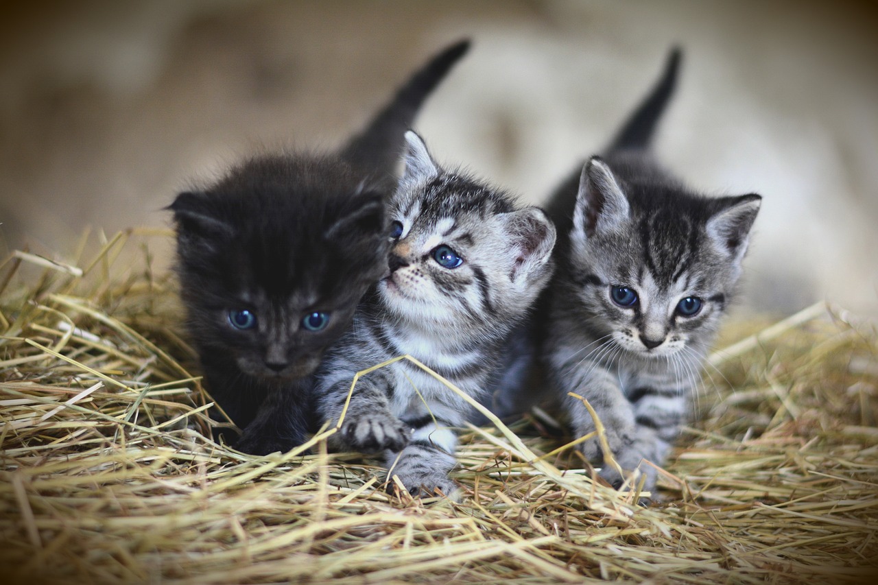 ネコの多頭飼い1