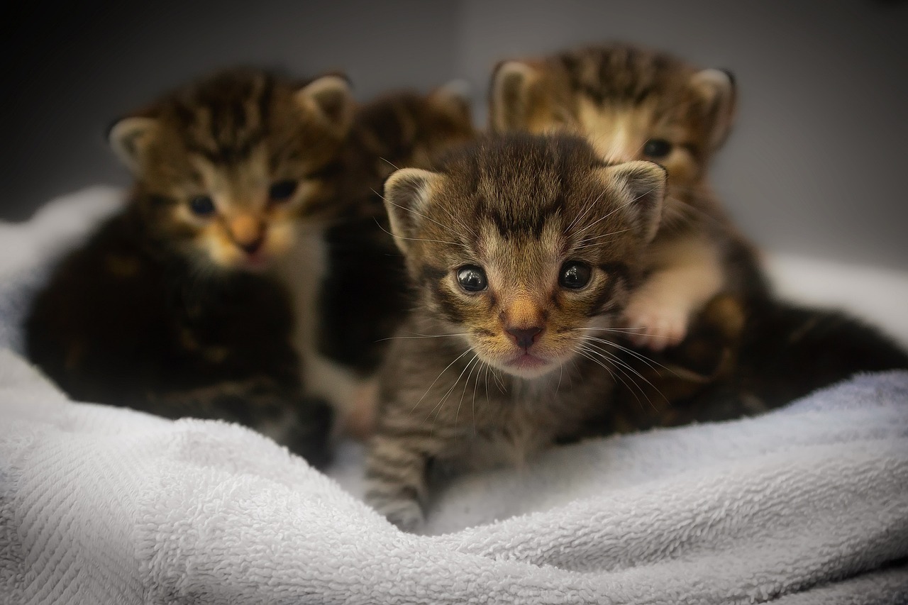 ネコの多頭飼い4