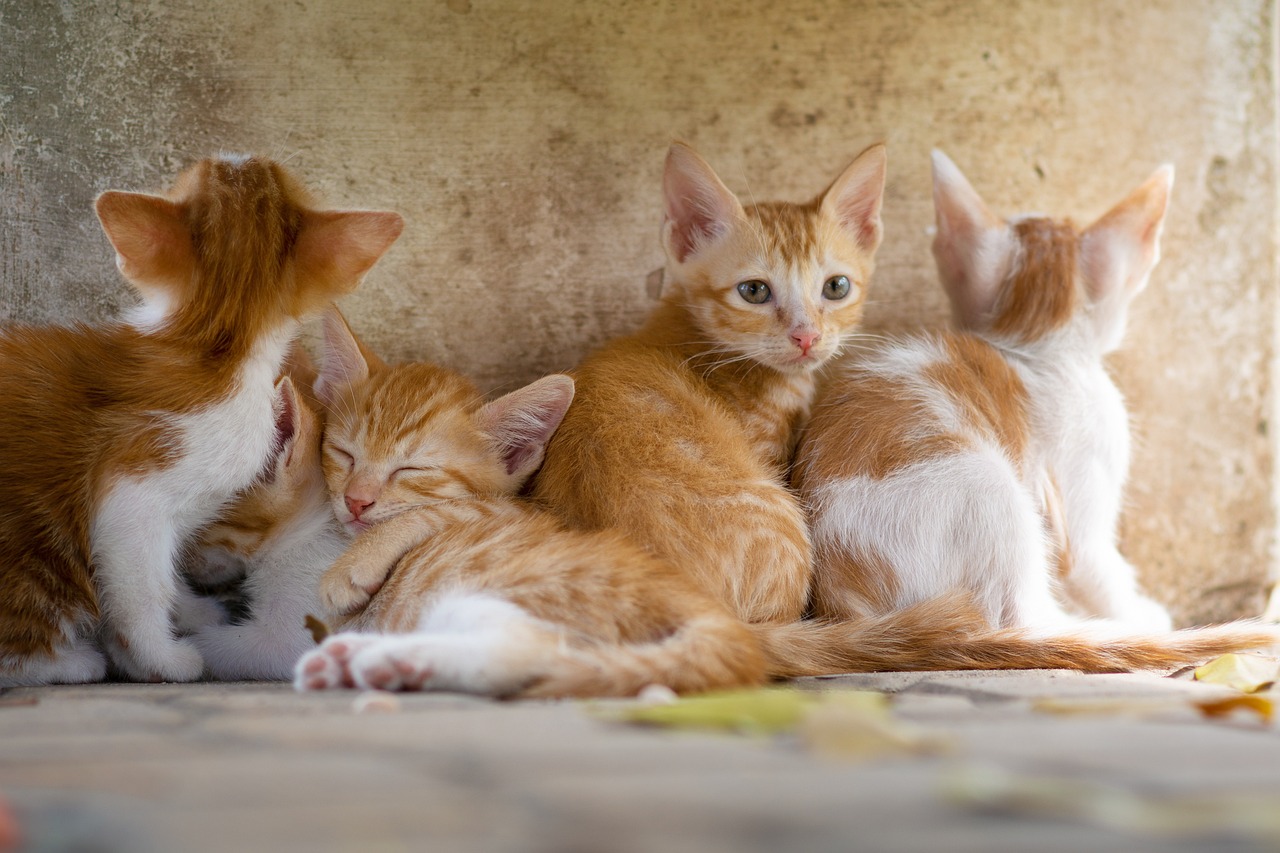 ネコの多頭飼い5