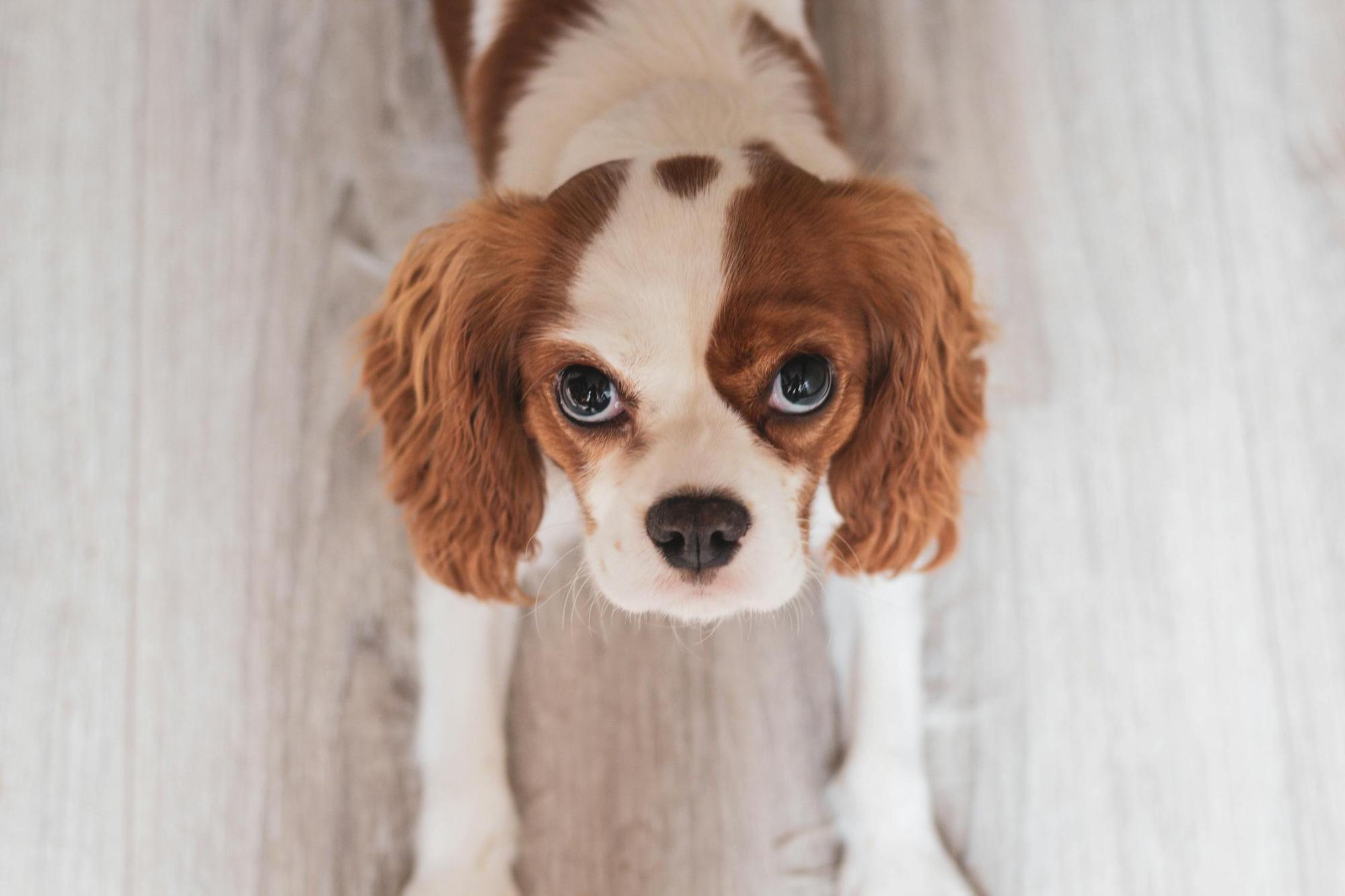 愛犬の震えの原因