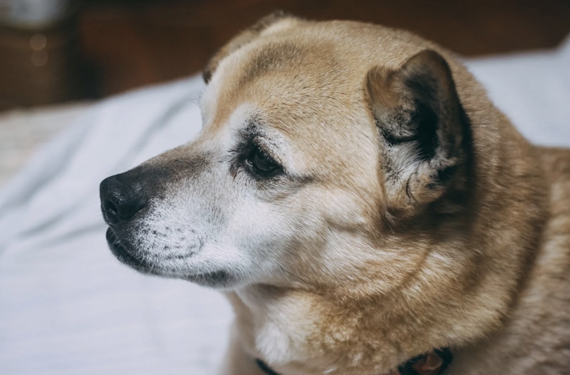 愛犬の震えの原因