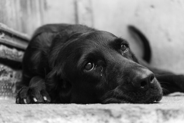 愛犬の震えの原因