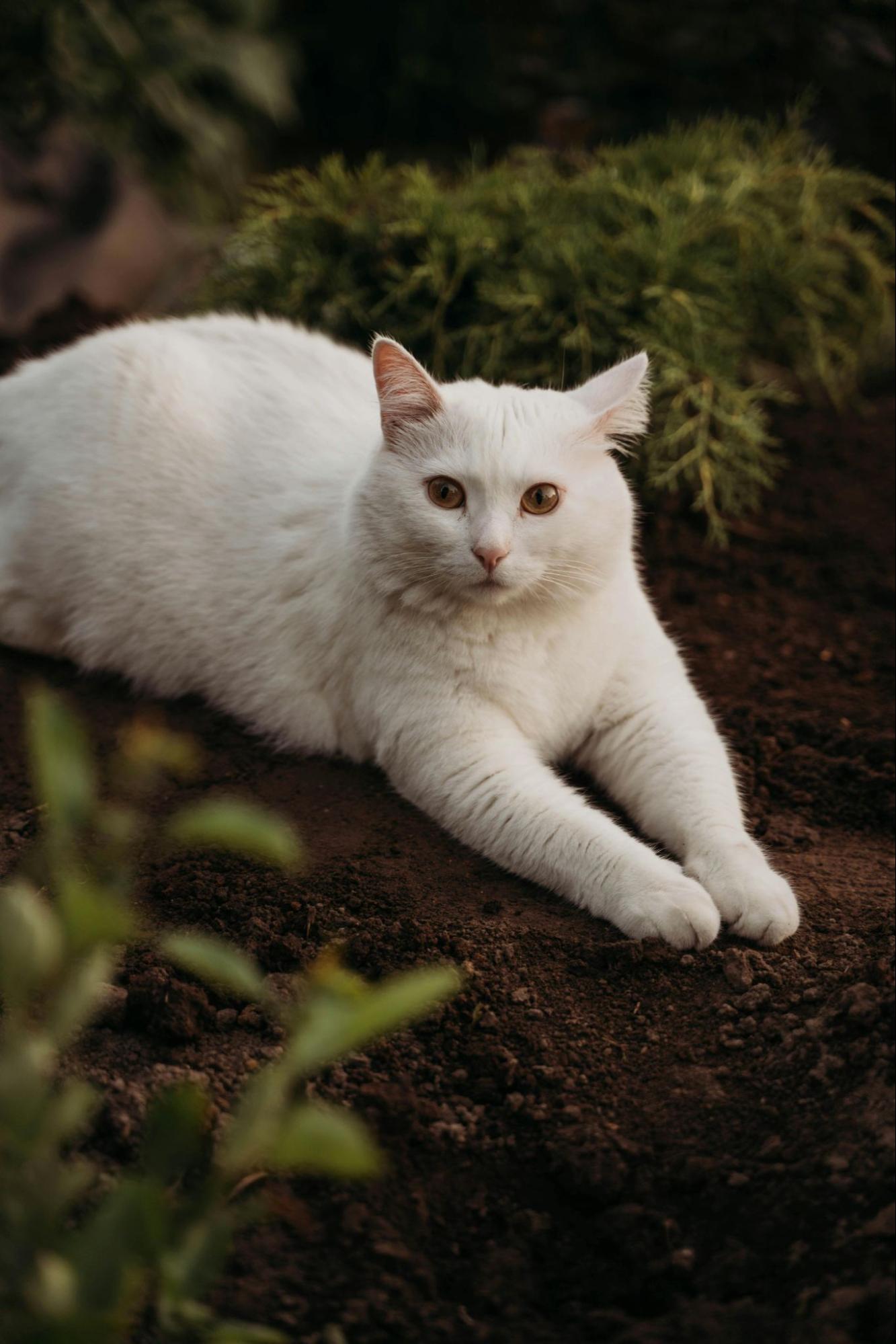 中毛の猫の見分け方-ターキッシュアンゴラ