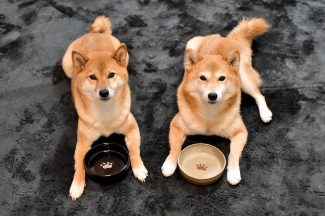 犬の多頭飼い1