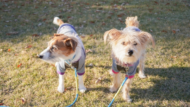 犬の多頭飼い2