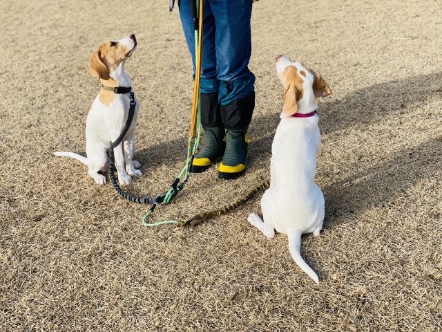 犬の多頭飼い3