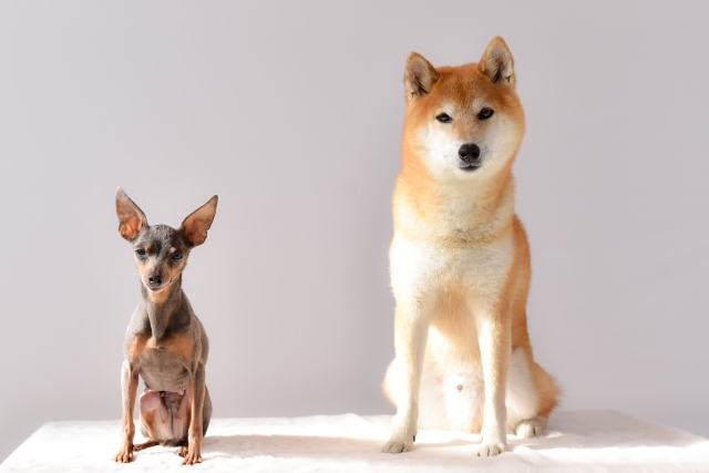 犬の多頭飼い4