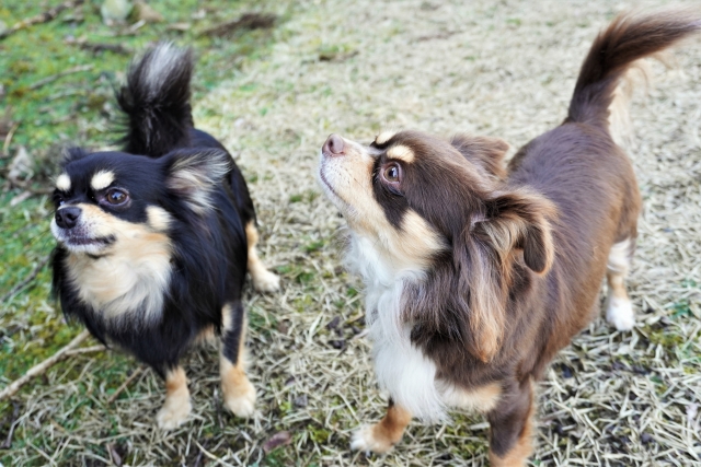 犬の多頭飼い5